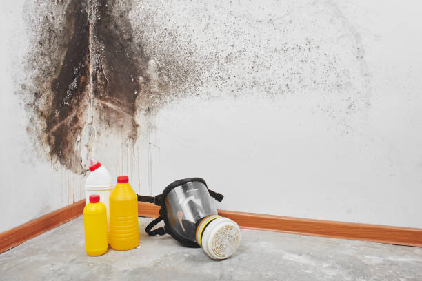Best Professional Mold Removal  in Harbison Nyon, CA