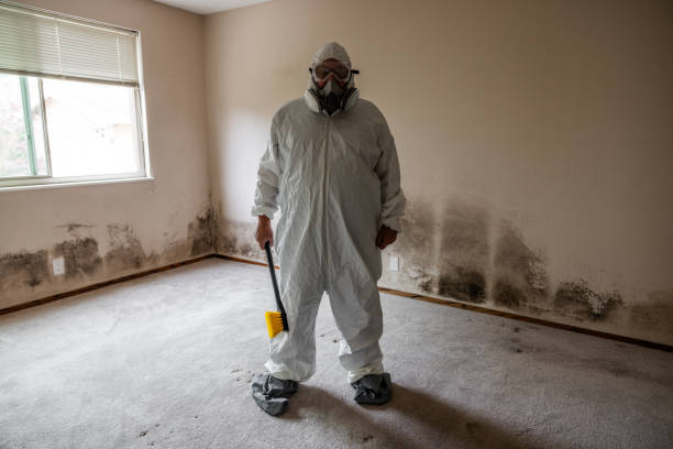 Best Mold Remediation Experts  in Harbison Nyon, CA