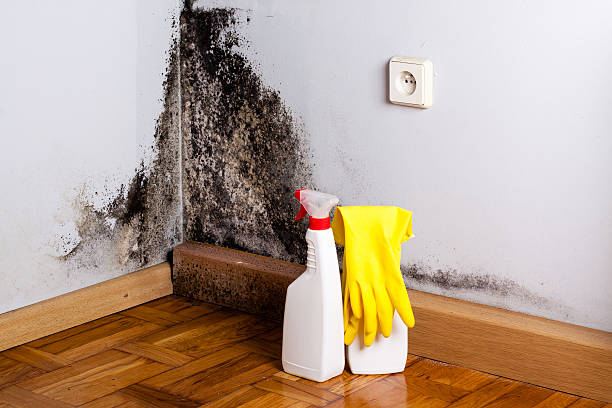 Best Emergency Mold Removal  in Harbison Nyon, CA