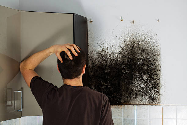 Certified Mold Removal in Harbison Canyon, CA